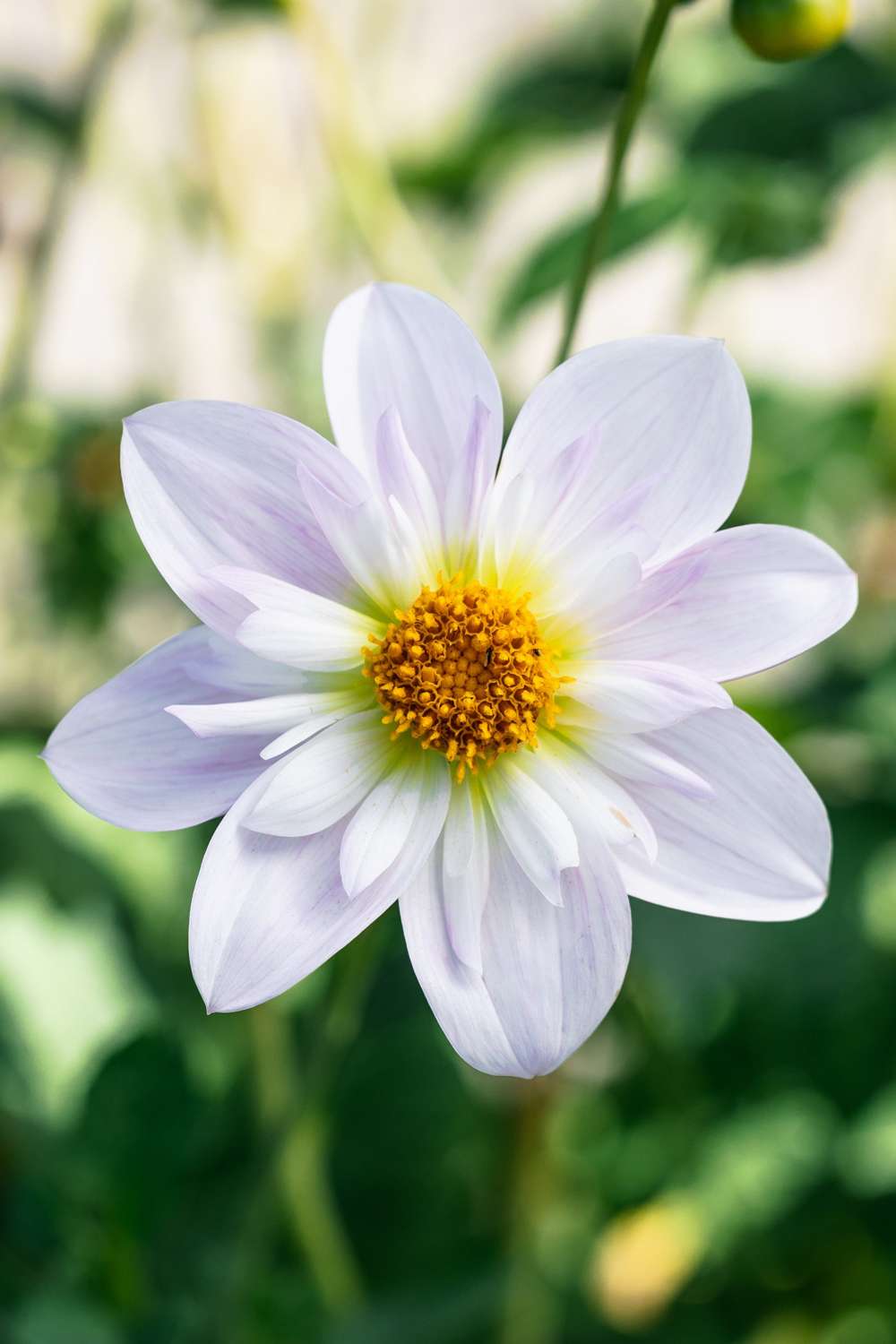Dahlia 'Teesbrooke Audrey'